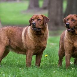 Labrador Retrievers from Elkens Labradors