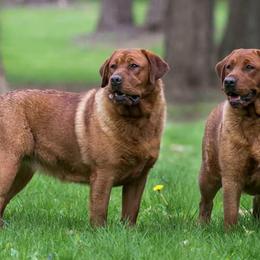 Labrador Retrievers from Elkens Labradors