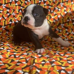 Xinia - Black brindle and white female Boston Terrier puppy in Fillmore, Illinois from Wind Hill Puppies