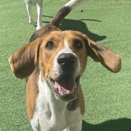 Harrier puppies from Darkfire Harriers