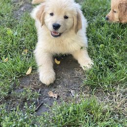 Golden Retriever and Siberian Husky Puppies from Nevani Goldens & Siberians
