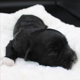 Gummy Bear - Black female Havapoo puppy in Hendersonville, North Carolina from Grayfinn House
