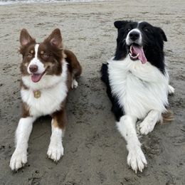 Australian Shepherd Puppies from Lovegood Aussies