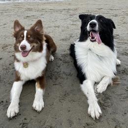 Australian Shepherd Puppies from Lovegood Aussies