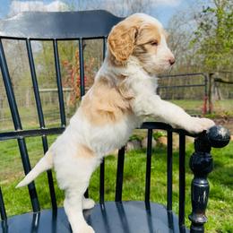 Marshmallow Cream - Parti female Pyredoodle puppy in Bowling Green, Ohio from FDF Pyredoodles & Bernedoodles
