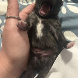 Pomeranians from Luxurious Poms