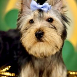 Boy 5 - Black and tan Yorkshire Terrier puppy in San Jose, California from Precious Yorkies