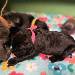 Cane Corso Puppies from Killing Joke Kennels, LLC