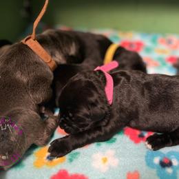 Cane Corso Puppies from Killing Joke Kennels, LLC
