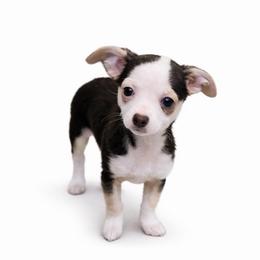 Ghost - Black and white male Chihuahua puppy in Drumright, Oklahoma from Fancy Pants Chihuahua’s