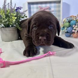 Pink - Chocolate female Labrador Retriever puppy in Newton Grove, North Carolina from Wayalife Labradors & Gsp’s