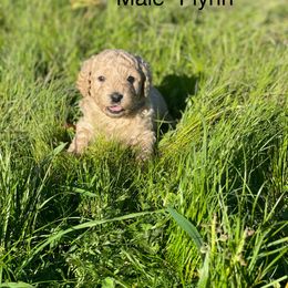 Goldendoodle Puppies from Doodle Paradise