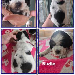 Birdie - Black white and tan female English Springer Spaniel puppy in Saginaw, Michigan from Kemerer Springers