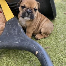 Brownie - Red female Bulldog puppy in Topeka, Kansas from Midwest Monster Made Bulldogs