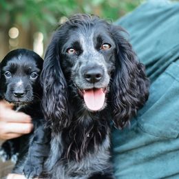 English Cocker Spaniel and German Shepherd Puppies from Ryndal & Co.