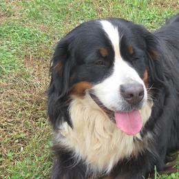 Bernese Mountain Dogs from Tierra de Esperanza Eterna