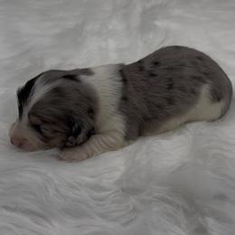 Black and Cream Dapple Piebald Longhar Male - Black and cream male Dachshund puppy in Killeen, Texas from Southern Dachshunds