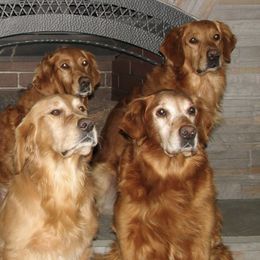 Golden Retrievers from Audrey Coleman's Golden Retrievers