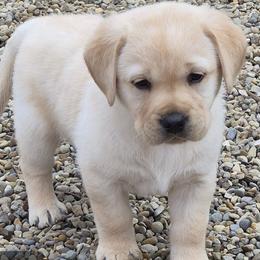 Lita - Yellow female Labrador Retriever puppy in Greenwich, Ohio from Pure Gem Kennel