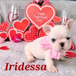 French Bulldog Puppies from JOLYNN Mecham