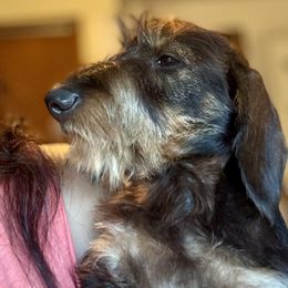 Johnny BeGood - Wild boar male Dachshund puppy in Michigan And Florida Locations, Michigan from UP North Dachshunds UPNDLLC