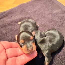 Girl 1 French Fry - Black and gold female Yorkshire Terrier puppy in Newman, California from Central Valley Yorkies