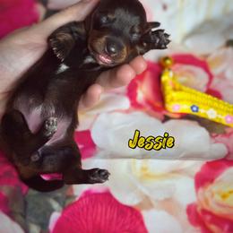 Dachshund Puppies from Royal Bloodline Canines