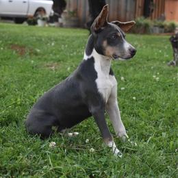 Bud - Blue white and tan male Rat Terrier puppy in Manton, California from Tehama Terriers