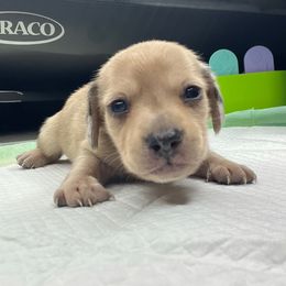 Dior - Dapple male Dachshund puppy in Tulare, California from Dreamy Creamies