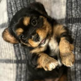 Nova - Black and tan female Cavalier King Charles Spaniel puppy in Oroville, California from Happy Tails Kennel