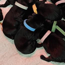 Blue Collar - Male - Black male Labrador Retriever puppy in Boyd, Minnesota from Lindley Labradors