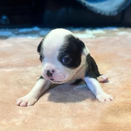 Opal Girl 3 - Black and white female Boston Terrier puppy in Brookville, Ohio from Best Friend Bostons