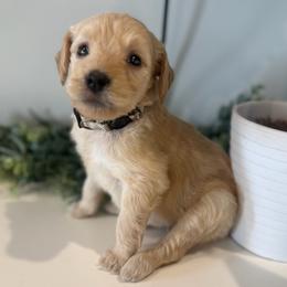Ladybug - Cream female Goldendoodle puppy in Ambrose, Georgia from Brandilyn's Aussies