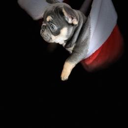 Stella - Tricolors female French Bulldog puppy in Mountain View, Missouri from MO Frenchie Kisses