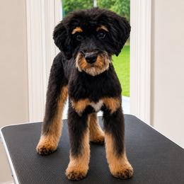 Ridge - male Golden Mountain Doodle puppy in Springfield, Ohio from Dawson & Daryn's Royal Companions