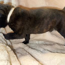 Lassie (Bons Tons Rouler) - Black brindle female Dutch Shepherd puppy in Saint Amant, Louisiana from Mercy Kennels