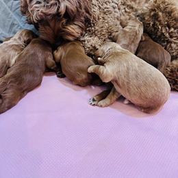 Australian Labradoodle Puppies from Sundance Labradoodles