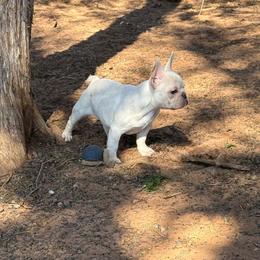 Winter - Cream female French Bulldog puppy in Minco, Oklahoma from Findley’s Furbabies