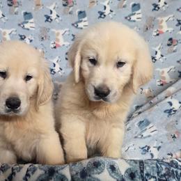 Lula Boy 4 - Light golden male Golden Retriever puppy in Niles, Michigan from Composer Goldens