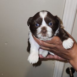 Tan Collar - Brindle and white female Shih Tzu puppy in New Bern, North Carolina from Kuddly Creatures