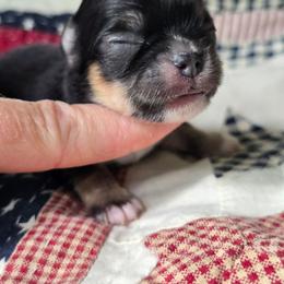 Nacho - Black and tan male Chihuahua puppy in Xenia, Ohio from Moose Creek Chihuahua's