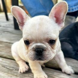Benjamin - Cream male French Bulldog puppy in Greenfield, Missouri from Hope Mountain French Bulldogs