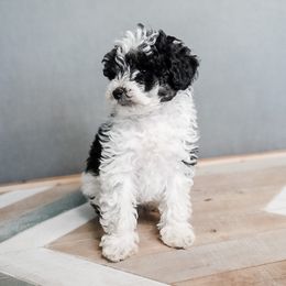 Bernedoodle, Goldendoodle, Poodle, Schnoodle, and Sheepadoodle Puppies from Boise Doodle Co.
