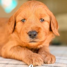Velma - Red  female Goldendoodle puppy in Hartwell, Georgia from BellaDoodles