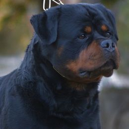 Rottweilers from Von Ruelmann Rottweilers
