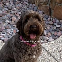 Abby - Australian Labradoodle