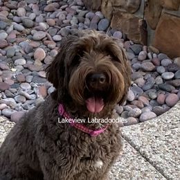 Abby - Australian Labradoodle