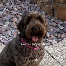 Abby - Australian Labradoodle