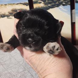 Socks - Black and white female Shichon puppy in Imperial, Missouri from Shichon Teddybear  puppies of Miss