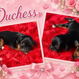 Duchess - Black and tan female Cavalier King Charles Spaniel puppy in Clinton, Oklahoma from Enchanted Spaniels